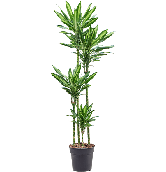 Dracena fragrans 'Cintho' 4DRCI4S27