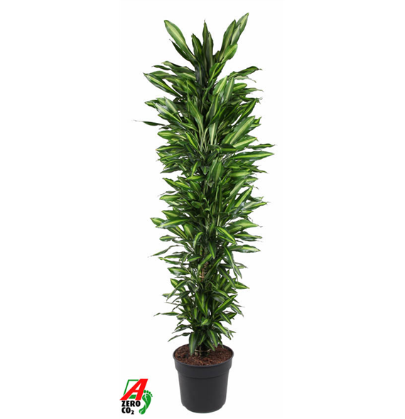 Dracena fragrans 'Cintho' F00002399