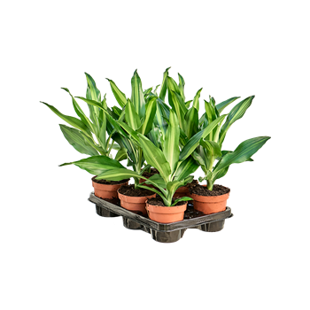Dracena fragrans 'Cintho' 6/tray 4DRCIKO12