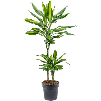 Dracena fragrans 'Cintho'' 4DRCI2S10