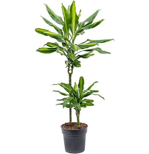 Dracena fragrans 'Cintho'' 4DRCI2S10