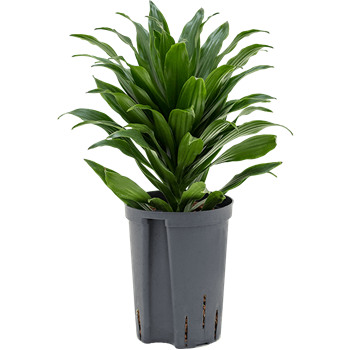 Dracena fragrans 'Compacta' 1DRCOKO10
