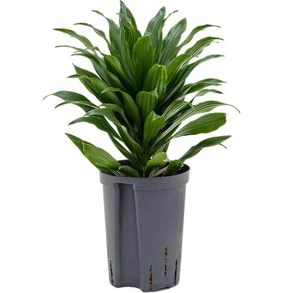 Dracena fragrans 'Compacta' 1DRCOKO10
