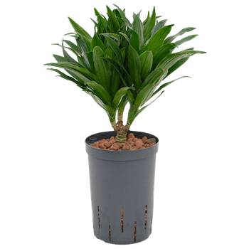 Dracena fragrans 'Compacta' 1DRCO1S10