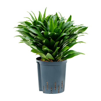 Dracena fragrans 'Compacta' 1DRCO3K18