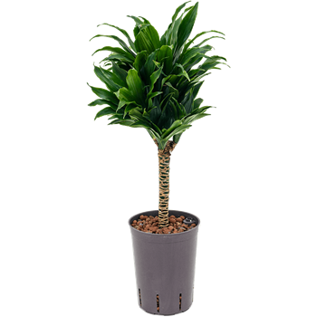 Dracena fragrans 'Compacta' 1DRCO1S20