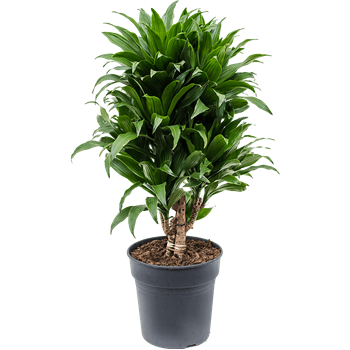 Dracena fragrans 'Compacta' 4DRCOVT00
