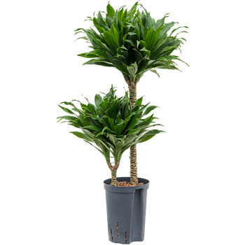 Dracena fragrans 'Compacta' 1DRCO2S10