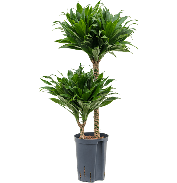 Dracena fragrans 'Compacta' 1DRCO2S10