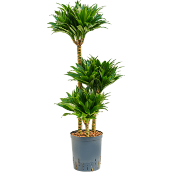 Dracena fragrans 'Compacta' 1DRCO3S15