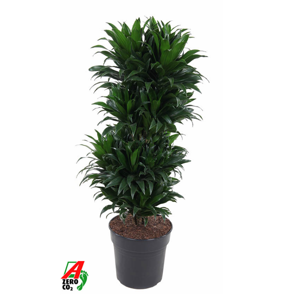Dracena fragrans 'Compacta' F00002853