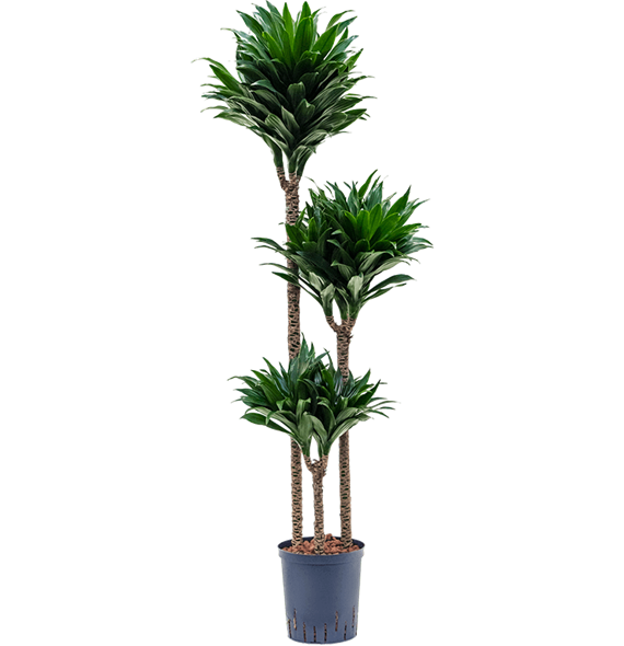 Dracena fragrans 'Compacta' 1DRCO3S30