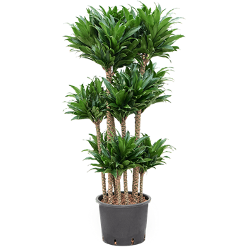 Dracena fragrans 'Compacta' 1DRCOCA28