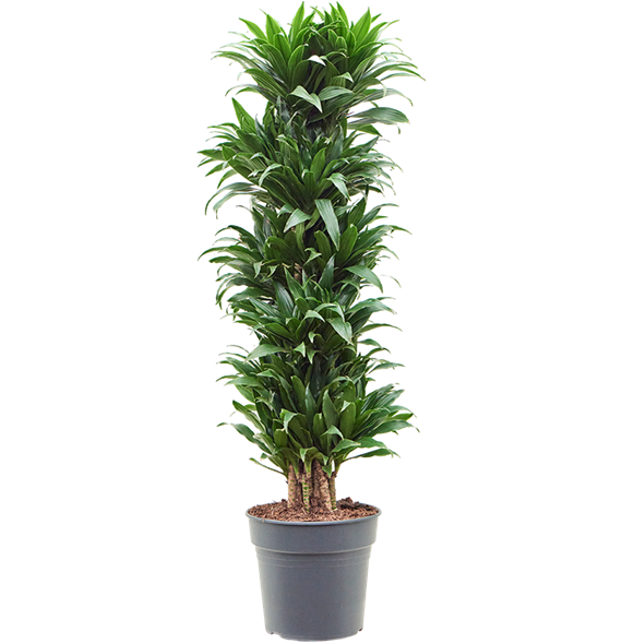 Dracena fragrans 'Compacta' 4DRCOVT35