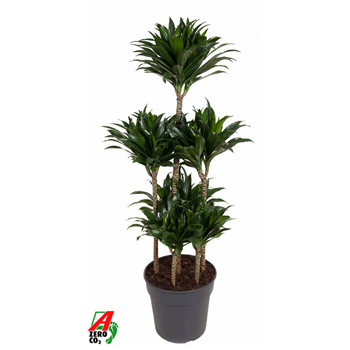 Dracena fragrans 'Compacta' F00002851