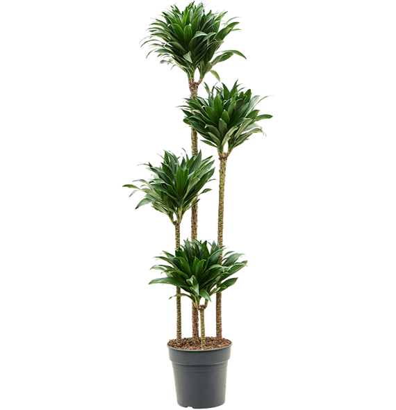 Dracena fragrans 'Compacta' 4DRCO4S27