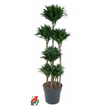 Dracena fragrans 'Compacta' F00005022