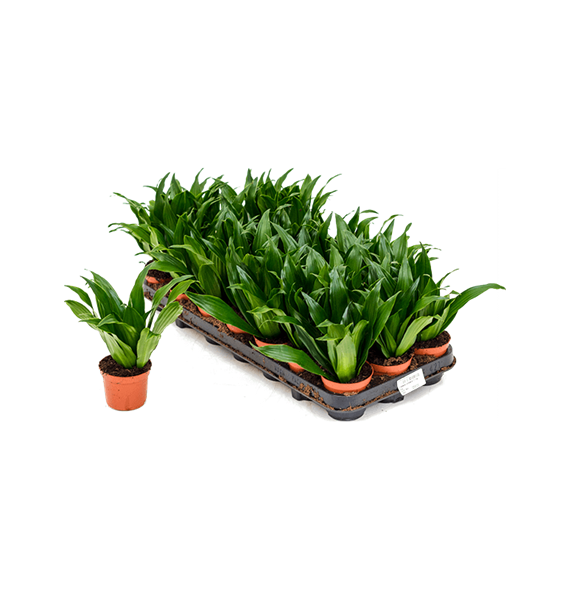Dracena fragrans 'Compacta' 12/tray 4DRCOKO08