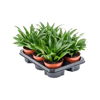 Dracena fragrans 'Compacta' 6/tray 4DRCOKO13
