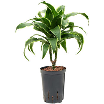 Dracena fragrans 'Dorado' 1DRDO1S05