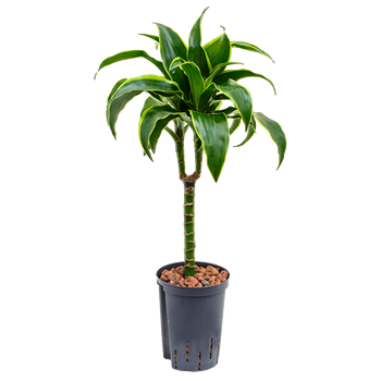 Dracena fragrans 'Dorado' 1DRDO1S10