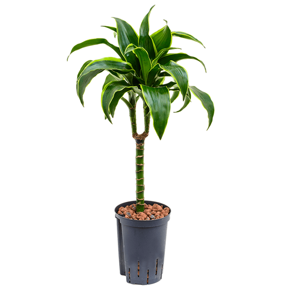 Dracena fragrans 'Dorado' 1DRDO1S10