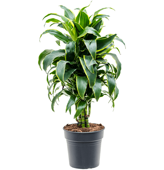 Dracena fragrans 'Dorado' 4DRDOVT21