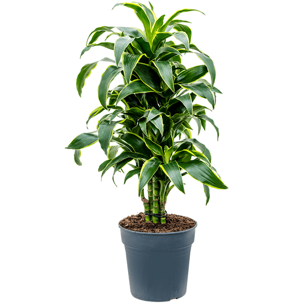 Dracena fragrans 'Dorado' 4DRDOVT24