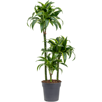 Dracena fragrans 'Dorado' 4DRDO3S10