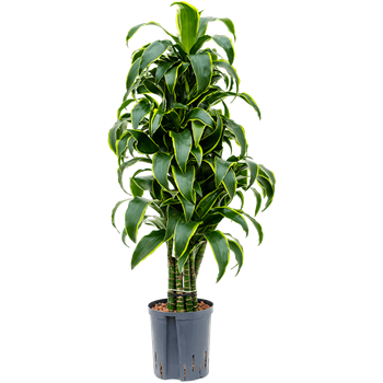 Dracena fragrans 'Dorado' 1DRDOVT10