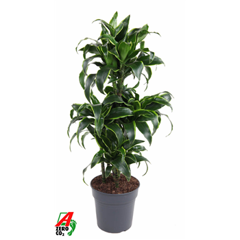 Dracena fragrans 'Dorado' F00005326