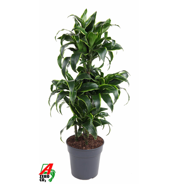 Dracena fragrans 'Dorado' F00005326