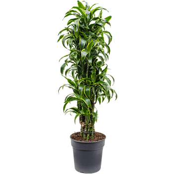 Dracena fragrans 'Dorado' 4DRDOVT10