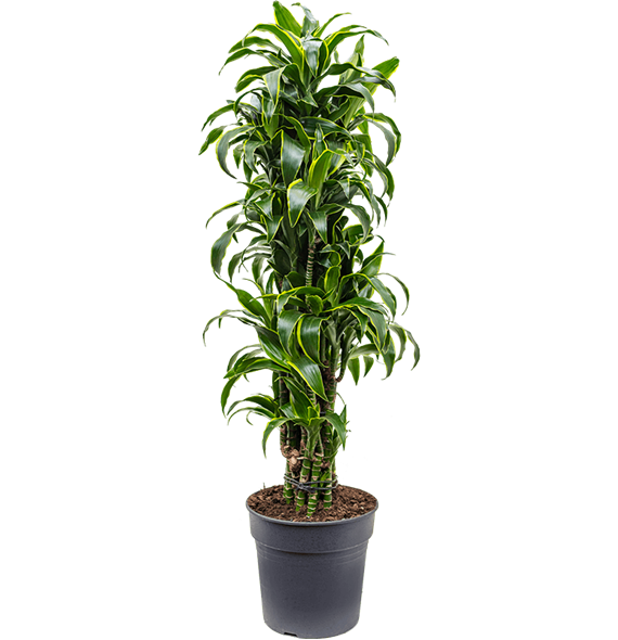 Dracena fragrans 'Dorado' 4DRDOVT10