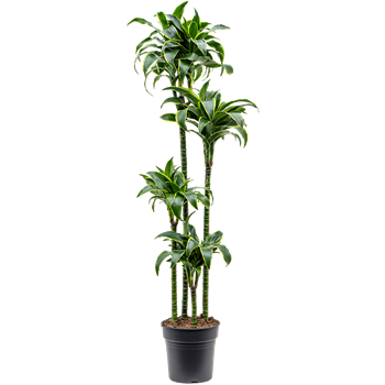 Dracena fragrans 'Dorado' 4DRDO4S20