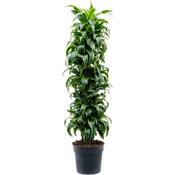 Dracena fragrans 'Dorado' 4DRDOVT12