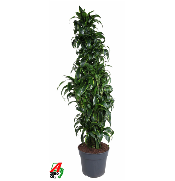 Dracena fragrans 'Dorado' F00005310