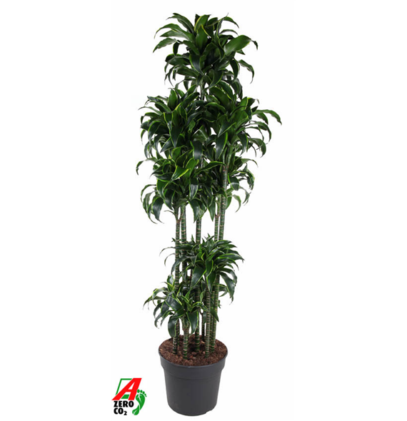 Dracena fragrans 'Dorado' F00002838