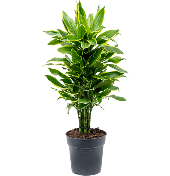 Dracena fragrans 'Golden Coast' 4DRGCVT24