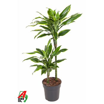 Dracena fragrans 'Golden Coast' F00002828