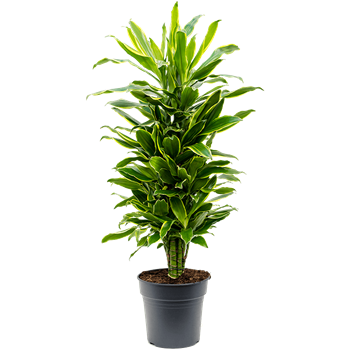 Dracena fragrans 'Golden Coast' 4DRGCVT27