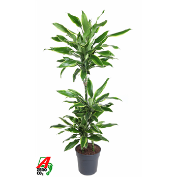 Dracena fragrans 'Golden Coast' F00002830