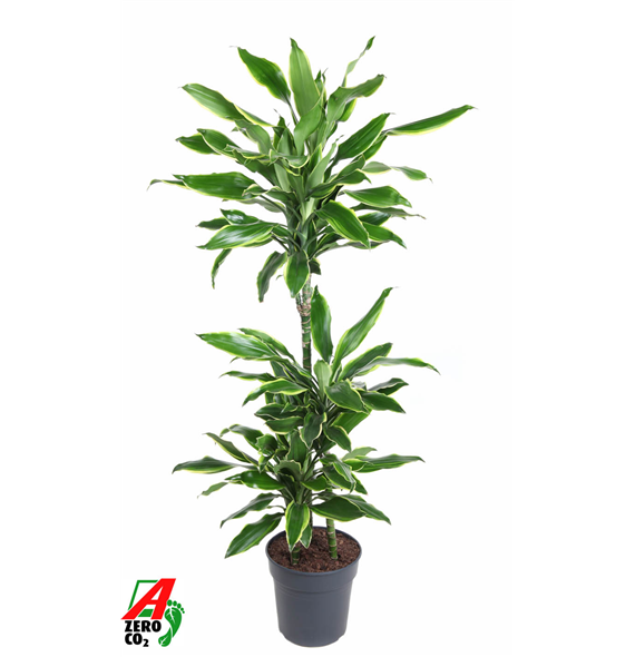 Dracena fragrans 'Golden Coast' F00002830