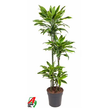 Dracena fragrans 'Golden Coast' F00002833