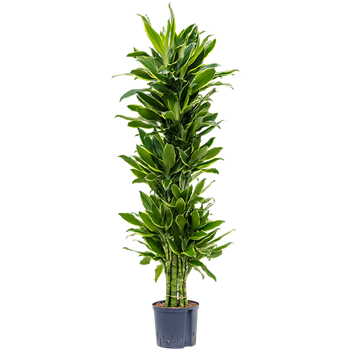 Dracena fragrans 'Golden Coast' 1DRGCVT36