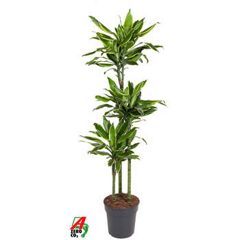 Dracena fragrans 'Golden Coast' F00002832