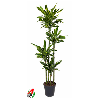 Dracena fragrans 'Golden Coast' F00002835