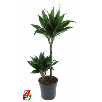 Dracena fragrans 'Green Jewel' F00002847
