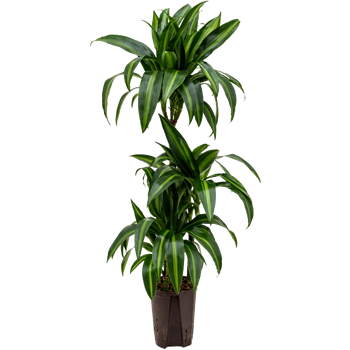 Dracena fragrans 'Hawaiian Sunshine' 1DRHS3S30