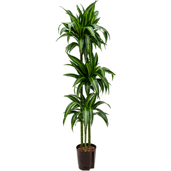 Dracena fragrans 'Hawaiian Sunshine' 1DRHS3S10